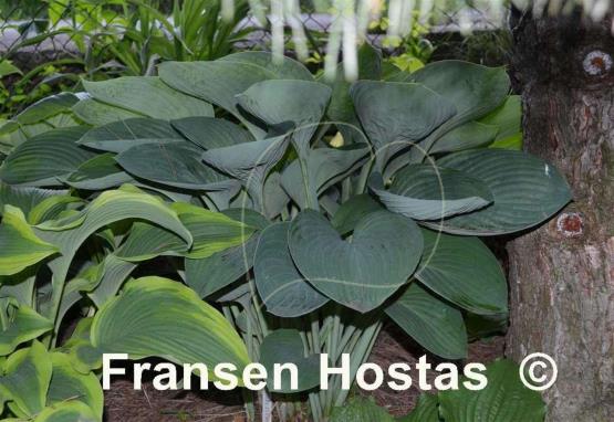 Hosta nigrescens